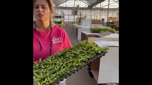 Unboxing Baby Plants #1 Spring 2022 смотреть онлайн