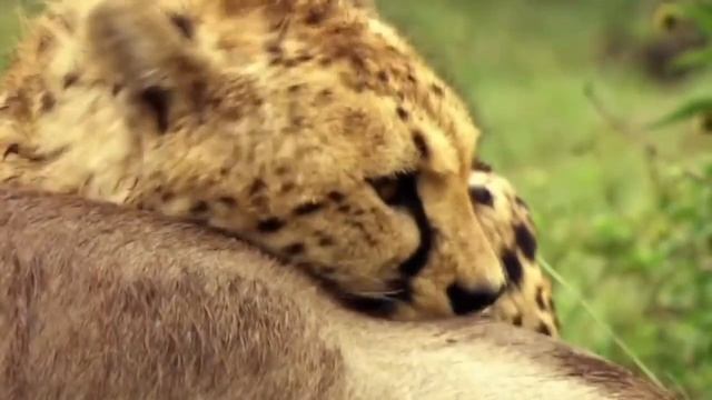 Самые быстрые животные на планете смотреть онлайн