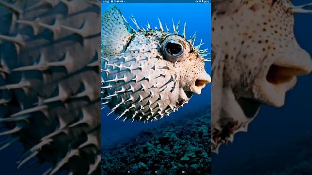 ЯДОВИТАЯ рыба ФУГА смотреть онлайн