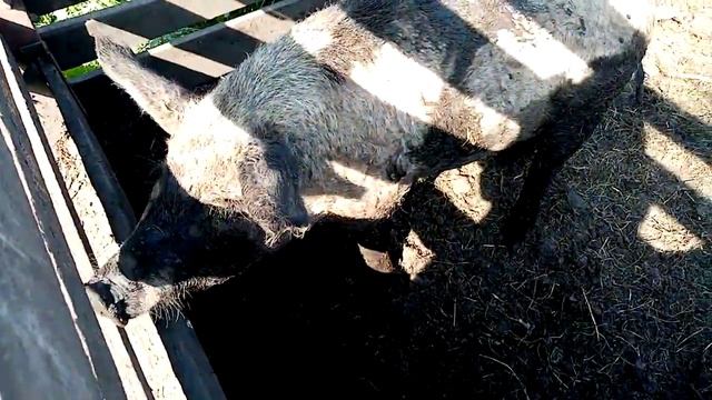 Поросята породы Венгерская Мангалица смотреть онлайн