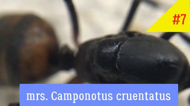 Конкурс красоты среди королев муравьев Голосуй! смотреть онлайн