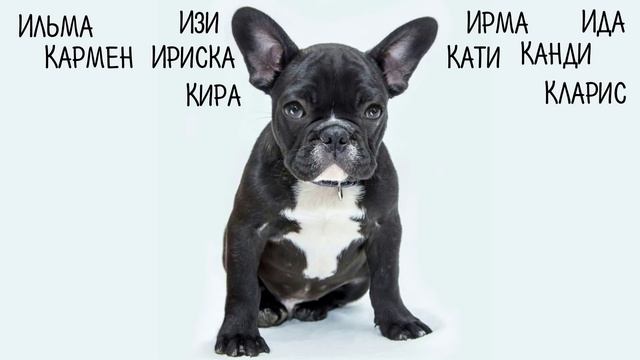Клички, имена для собак девочек Как назвать собаку смотреть онлайн