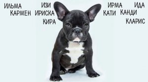 Клички, имена для собак девочек  Как назвать собаку