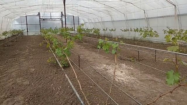 Вторая обработка винограда весной по пятому листу Чем обработать виноград по 5му листу смотреть онлайн