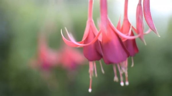 Фуксия Frozen Tears, видеопортрет