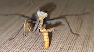 Богомол/ Домашний богомол/ кормление/ охота Богомола/ содержание богомолов/ питомцы мантис/ mantis