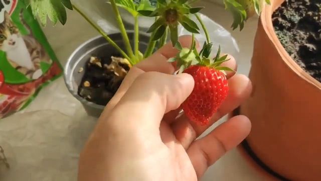 Клубника Капри дома смотреть онлайн