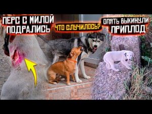 Опять брошенные щенки за городом, стерилизация? не, не слышали . Герда с Хасей устраивают разборки.