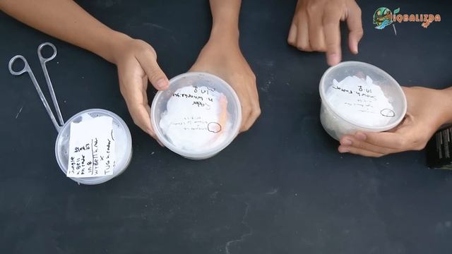 PERANG MYSTERY BOX HEWAN RP 100.000! SIAPAKAH YANG PALING BERUNTUNG?! смотреть онлайн