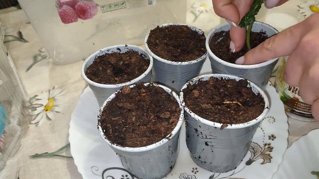 Бегония!🌹учусь укоренять!🤗 смотреть онлайн