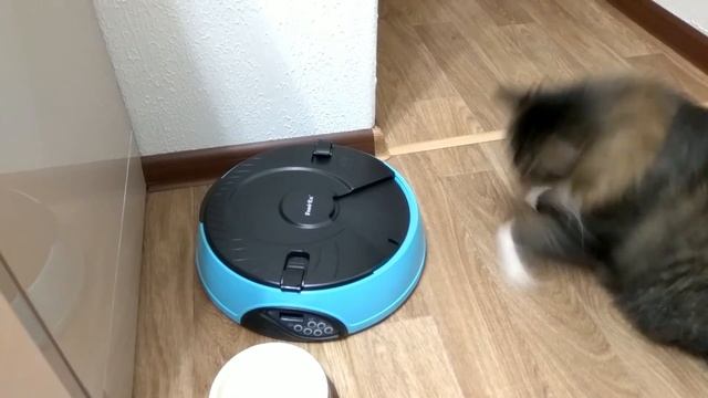 Кошка взламывает автоматическую кормушку Feed-Ex смотреть онлайн