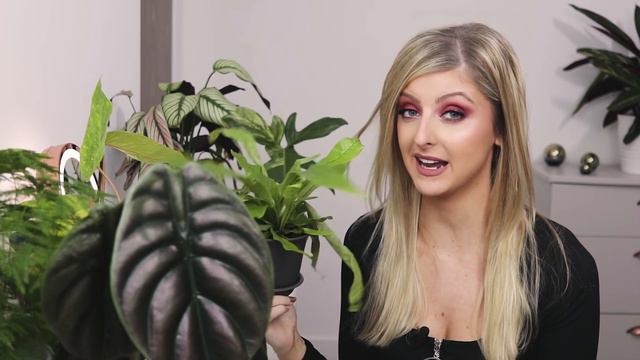 Rare Plant Haul! | 7 New Rare Houseplants! | 2019 смотреть онлайн