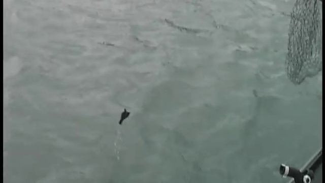 Kenai River Alaska King (Chinook) Salmon Fishing and Landing смотреть онлайн