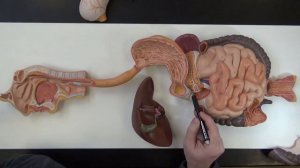 Digestive System Plaque