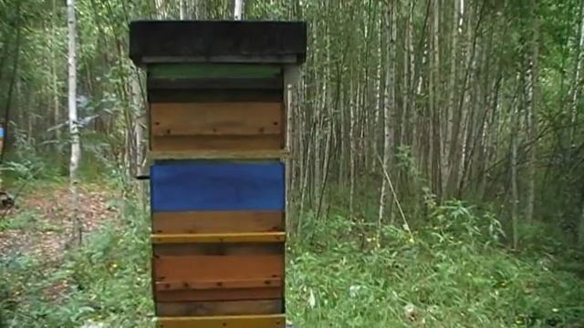 Пчёлы в УДаве 1.08.16 (5)заключение смотреть онлайн