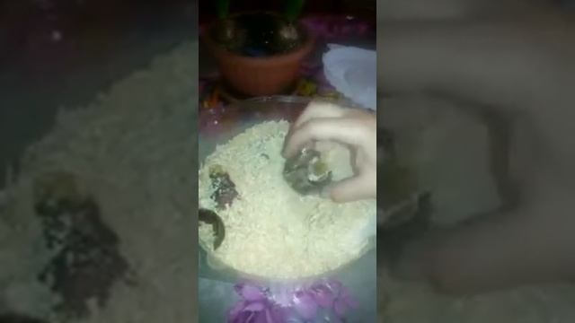 Гиацинт луковицы на покой