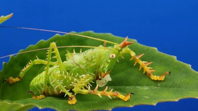 10 Самых Необычных Кузнечиков на Планете смотреть онлайн