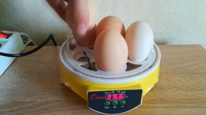 Мини-инкубатор на 7 яиц HHD 7 с терморегулятором. День 1