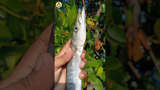 ചീന വലയിൽ വീണ്ടും ശീലാവ്🦈 #fishing #fish #barracuda #hunting #shotsfeed #shortsviral #views #youtub смотреть онлайн