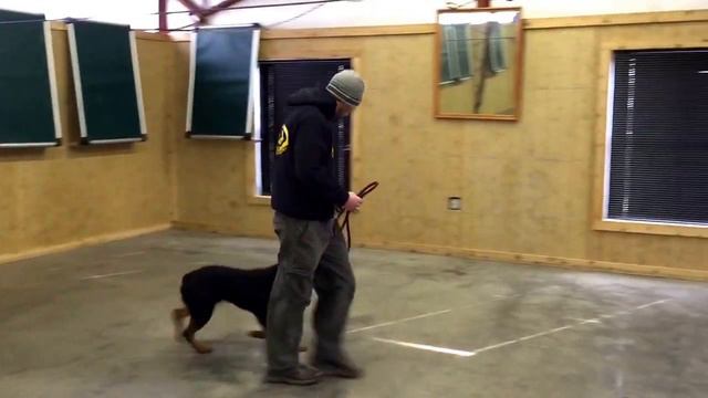 Rottweiler "Zavier" Obedience Protection Trained Watch Dog For Sale смотреть онлайн