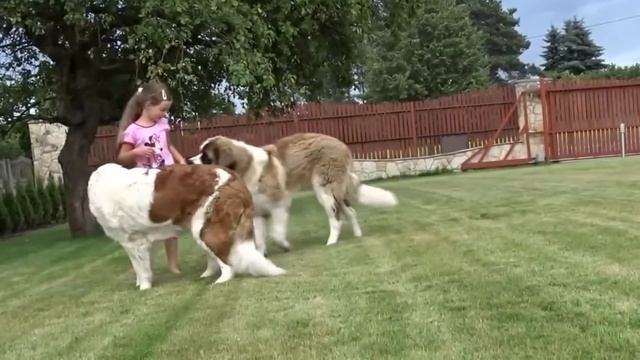 ЭТО Нужно ВИДЕТЬ! На Что Способна Самая Большая Собака в Мире... смотреть онлайн