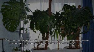 Монстера — почему нельзя держать дома и её влияние на человека