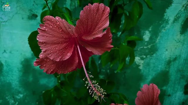 7 Reasons of Why Hibiscus Plant Not Blooming? & Their Solutions! смотреть онлайн
