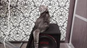 Автозвук дома часть № 1