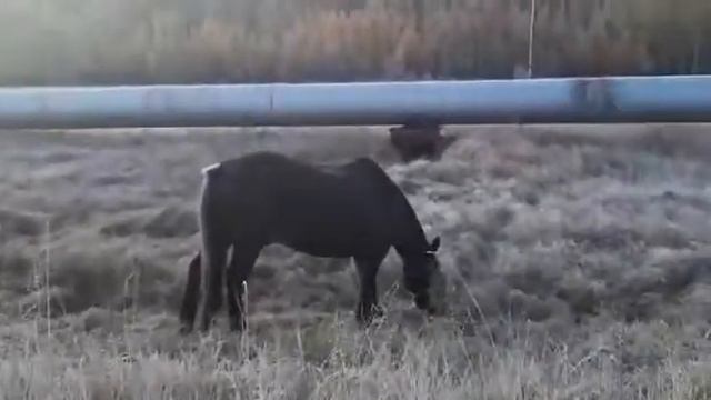 8.Саха ата смотреть онлайн