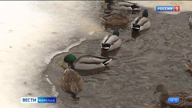 В Петрозаводске сосчитали оставшихся зимовать уток смотреть онлайн