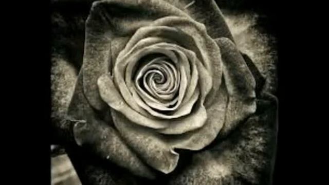 Milione rose смотреть онлайн