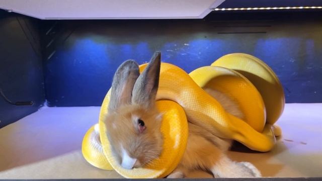 Designer Retic “Jodeci” devours rabbit??|⚠️Warning Live Feeding⚠️ смотреть онлайн