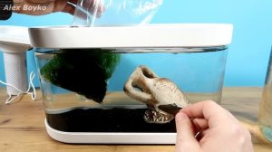 Аквариум XIAOMI Часть 3. Креветки, Растения и новый живой корм! alex boyko