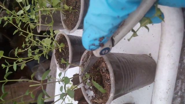 Черенкую немезию и бакопу смотреть онлайн