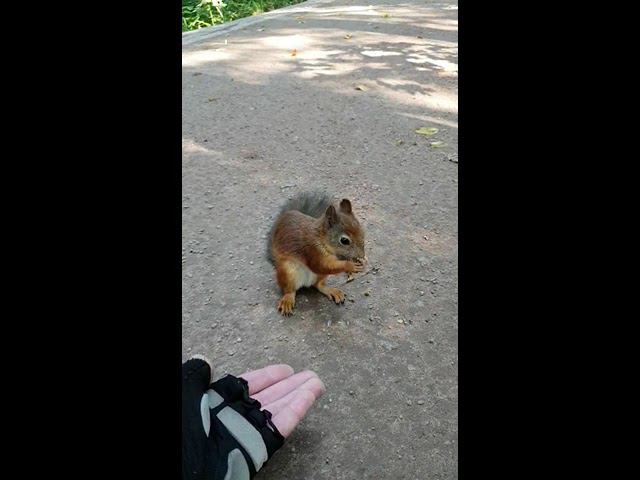 #зож #живоеобщение #белки смотреть онлайн