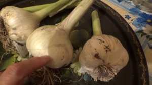 Рокамболь, секреты выращивания гиганта.