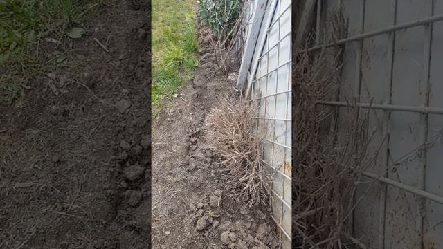 Обработка хвойных растений весной. Фасад дома с балконом. смотреть онлайн