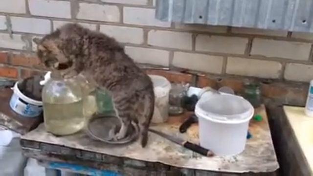 Ох это жесткое похмелье смотреть онлайн