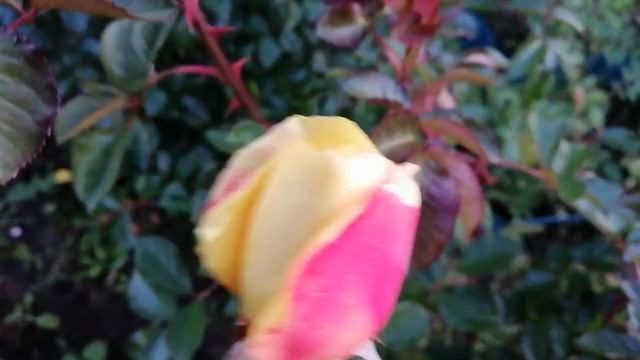 РОЗА МИШКА (Michka) и РОЗА ПИС ЭНД ЛАВ (Peace and Love). 16 октября 2021 года. смотреть онлайн