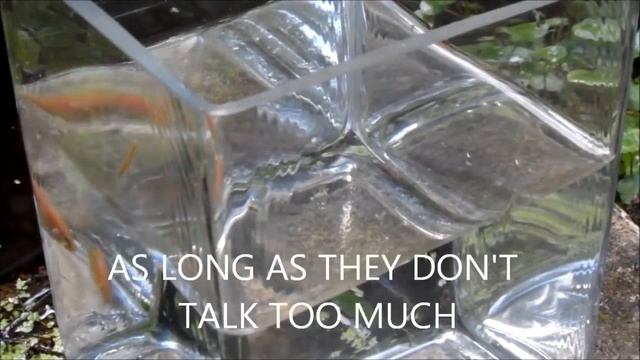 AUTISTIC GOLDFISH WITH MULTIPLE PERSONALITY DISORDER смотреть онлайн