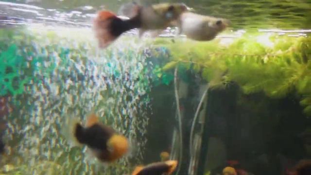 Раздуло гуппи смотреть онлайн