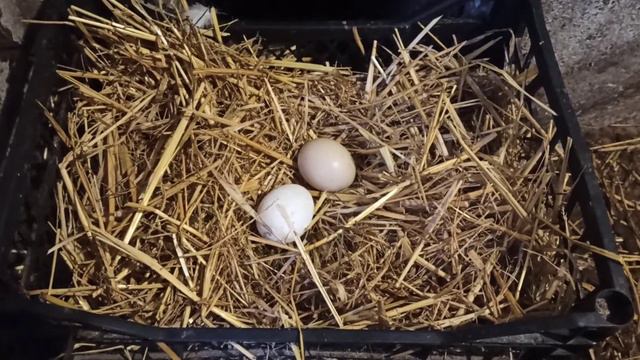 9 лютого 2021 р. первое яйцо индоутки смотреть онлайн