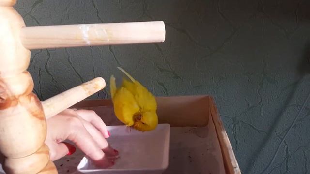 Купание волнистого попугая / Вечерние процедуры смотреть онлайн