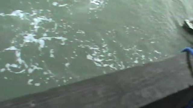 The one that got away! / shark bait смотреть онлайн