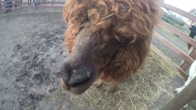 Альпаки смотреть онлайн