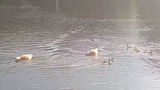 Селезень огарь нападает на маленьких утят.The duck attacks the chicks смотреть онлайн