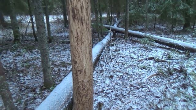 Поездка на болотоходе в лес. Проверка солонцов и кормушек. смотреть онлайн