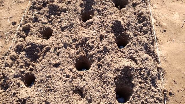 Высаживаю ЧЕСНОК целыми головками! ПРОВЕРЕНО: урожай В ДВА РАЗА БОЛЬШЕ! смотреть онлайн