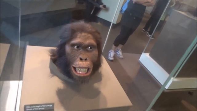 Monkey Monsters and Skeletons - Smithsonian Museum of Natural History смотреть онлайн