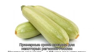 Когда сажать кабачки и тыкву